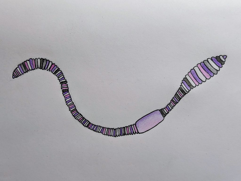 Zeichnung eines Regenwurms, dessen Segmente zufällig in lila, schwarz, weiß und grau ausgemalt sind.